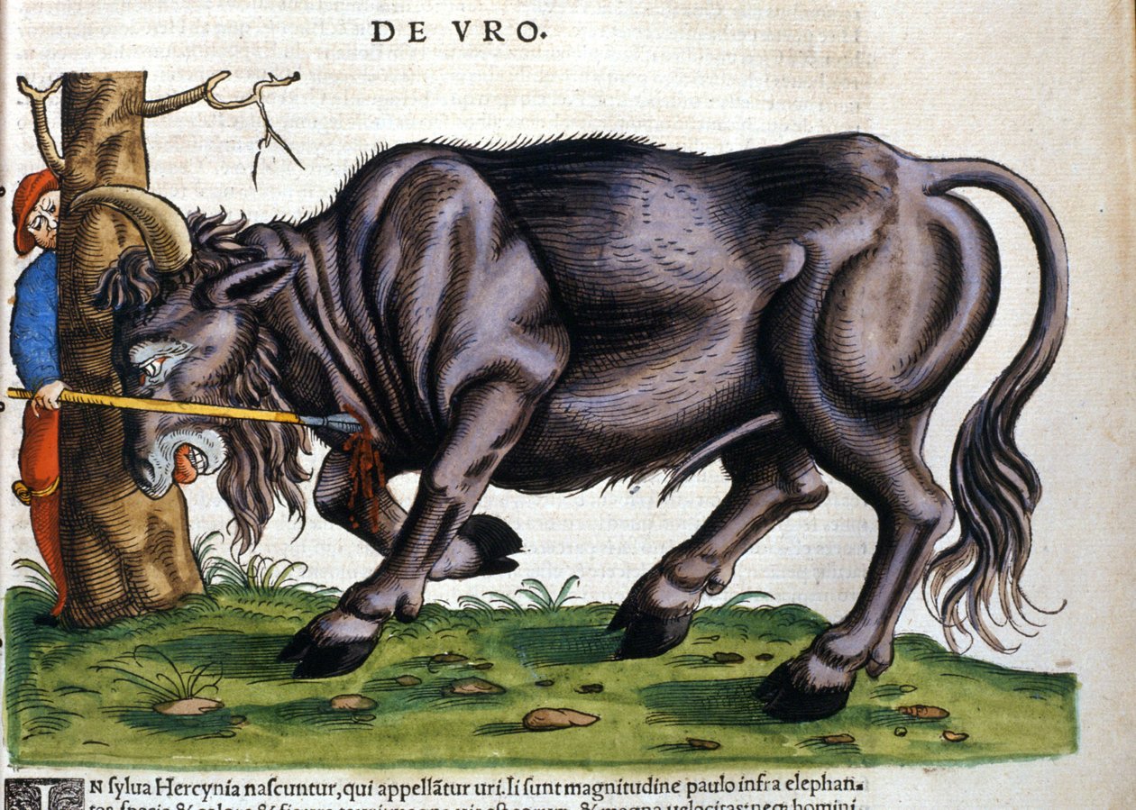 Euroopan biisoni (Bos primigenius), jonka rotu kuoli 1600-luvulla Konrad Gesnerin "History of Animals" -kirjassa tekijältä Unknown artist