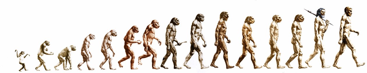Evoluutio: Apinan morfologioiden vertailu nykyiseen ihmiseen (eri hominidit). Kaiverrus 1800-luvulta. tekijältä Unknown artist