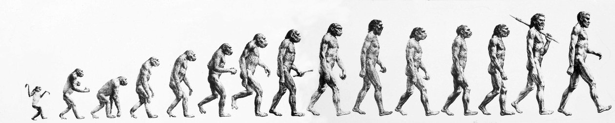 Evoluutio: morfologioiden vertailut apinasta nykyiseen ihmiseen (eri hominidit). Kaiverrus 1800-luvulta. tekijältä Unknown artist
