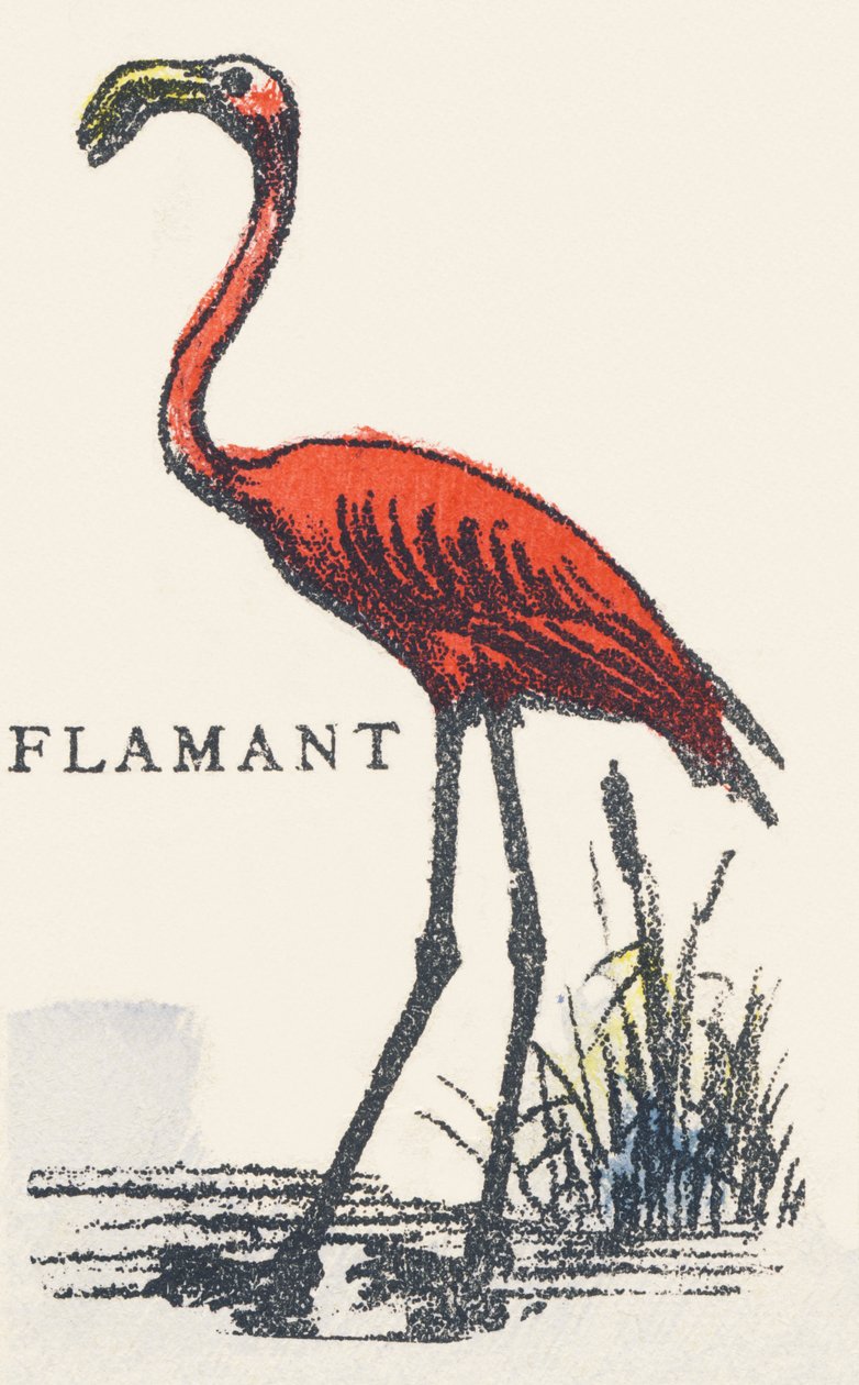 F: flamingo tekijältä Unknown artist