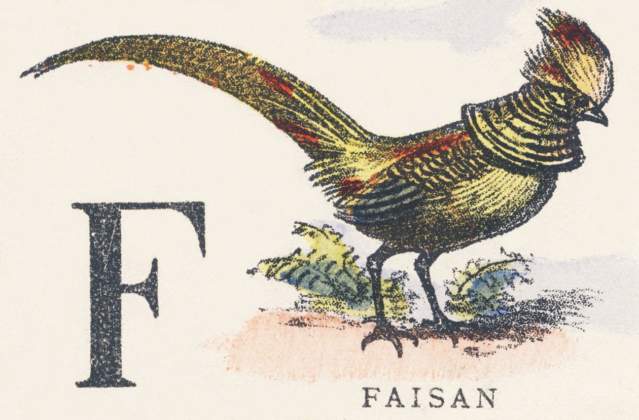 F: fasaani tekijältä Unknown artist