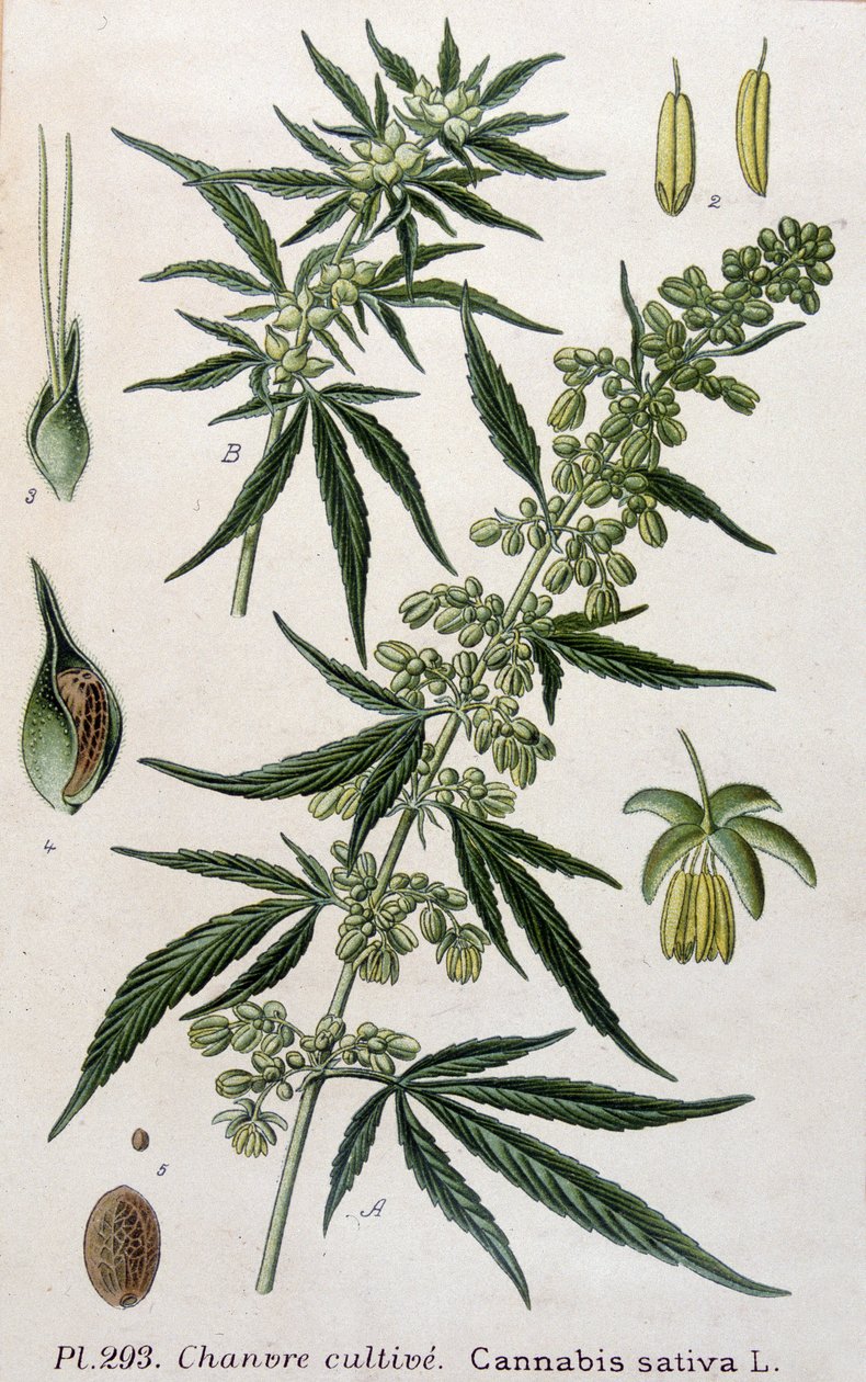 Kannabiksen naaraskasvi. 1800-luvun kaiverrus tekijältä Unknown artist