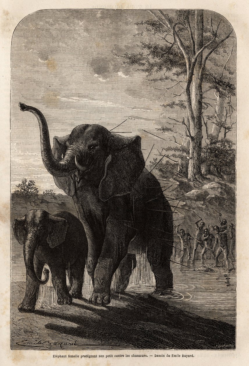 Naarasnorsu suojelee poikasiaan Sambesen keihäänmetsästäjiltä. Kaiverrus havainnollistamaan tohtori Livingstonen ensimmäisiä matkoja Etelä-Afrikkaan vuosina 1840–1856 Edouarin johdolla julkaistussa "Le tour du monde, nouveau journal des voyages" -julkaisus tekijältä Unknown artist