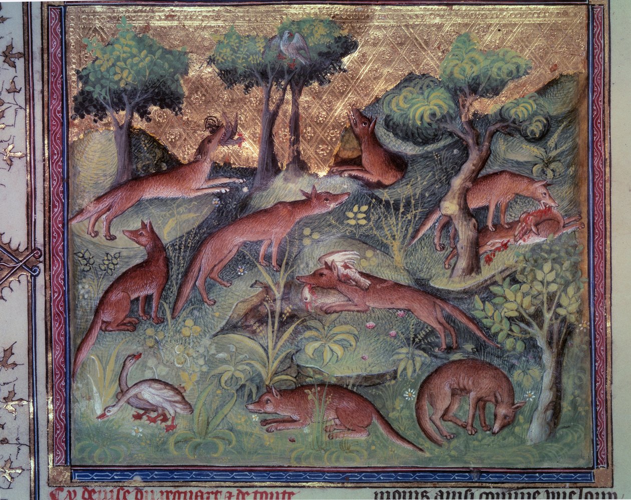 Kettu metsästää siipikarjaa. Miniatyyri Gaston Phoebusin (1331-1391) käsikirjoituksesta "" Le livre de la chasse"" (folio 34v) dit Gaston III Comte De Foix tekijältä Unknown artist
