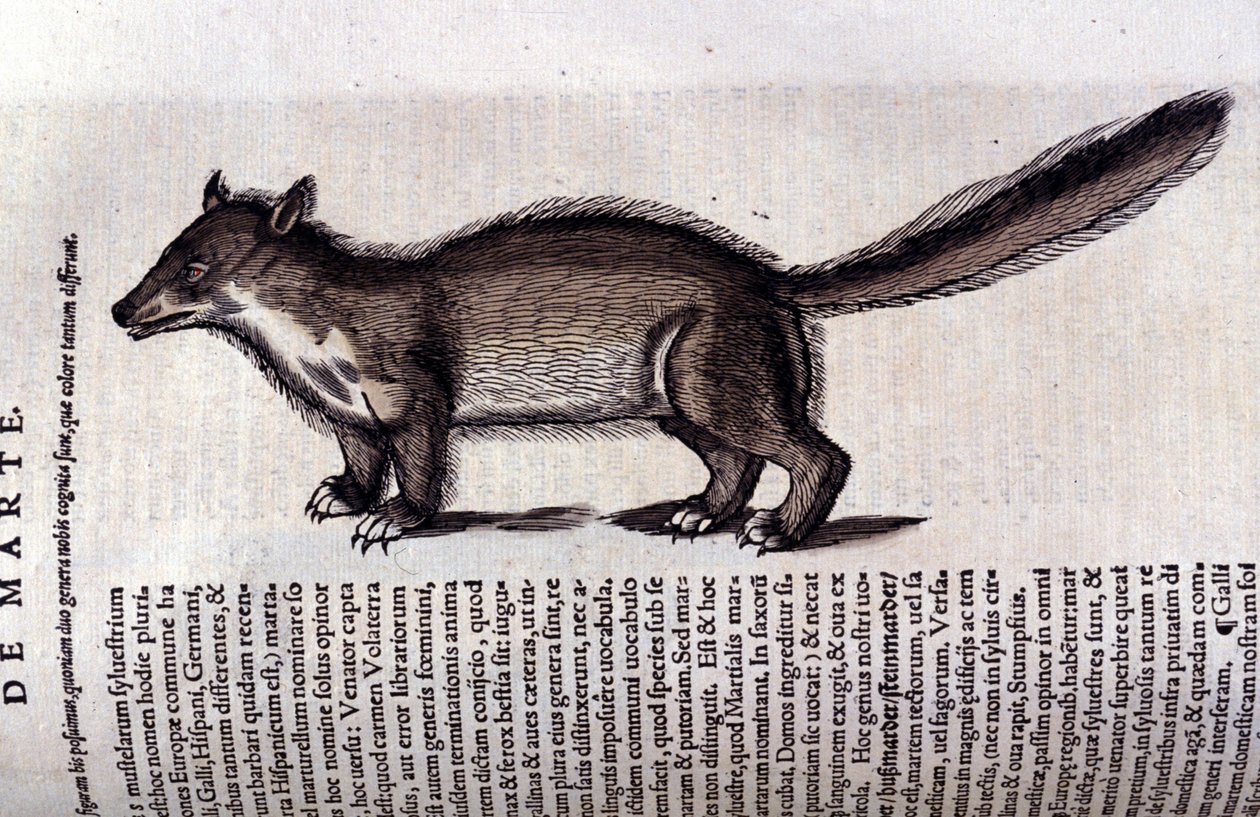 Turkiseläin - Eläinten historiassa, kirjoittanut Conrad Gesner (1516 - 1565), Tiguri tekijältä Unknown artist