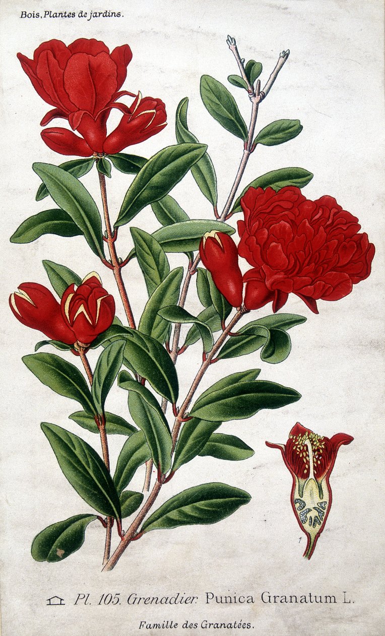 Puutarhakasvit: granaattiomenan kukat (Grenatées-perhe). tekijältä Unknown artist