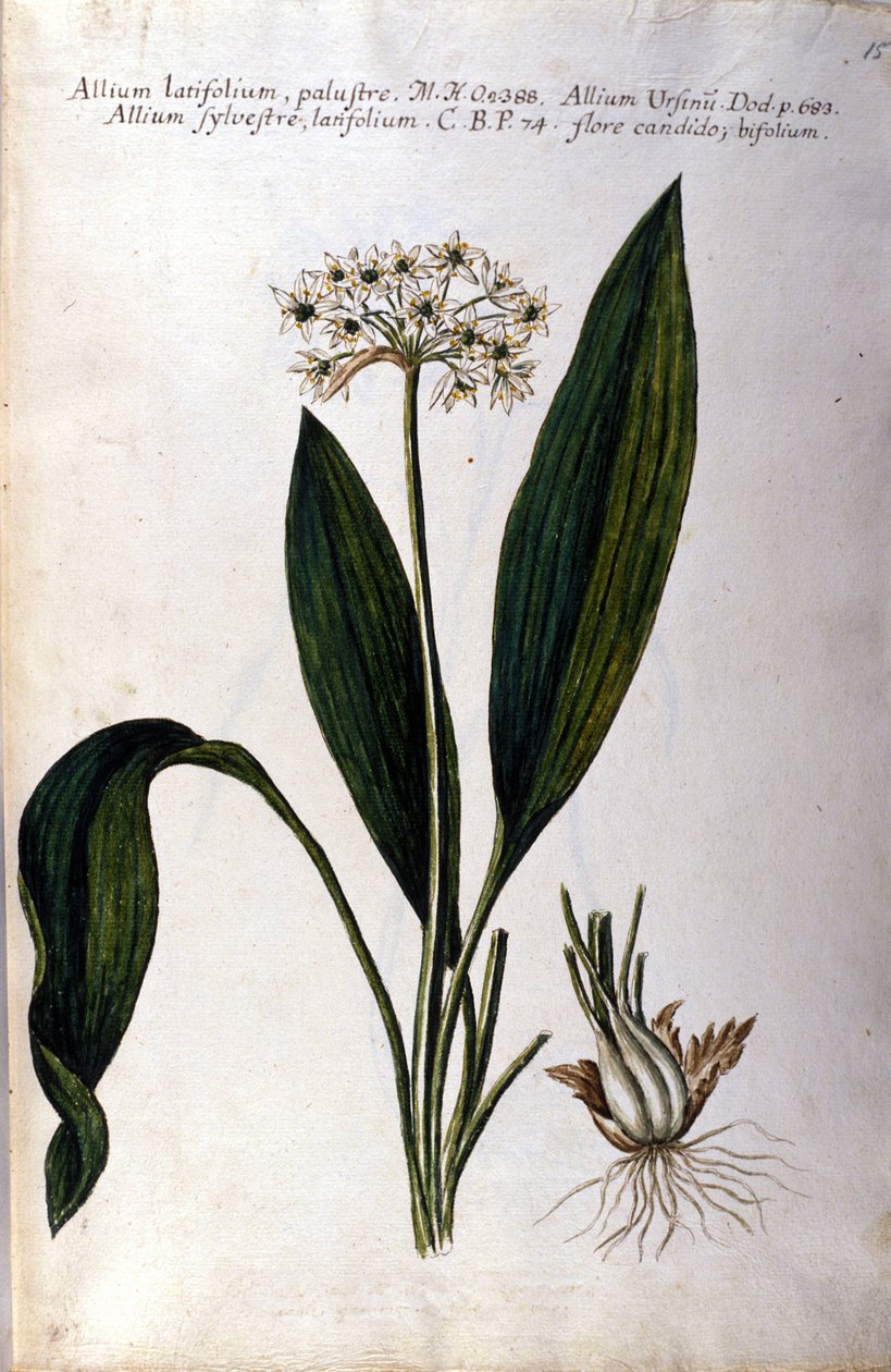 Valkosipuli. 1800-luvun herbaario. tekijältä Unknown artist