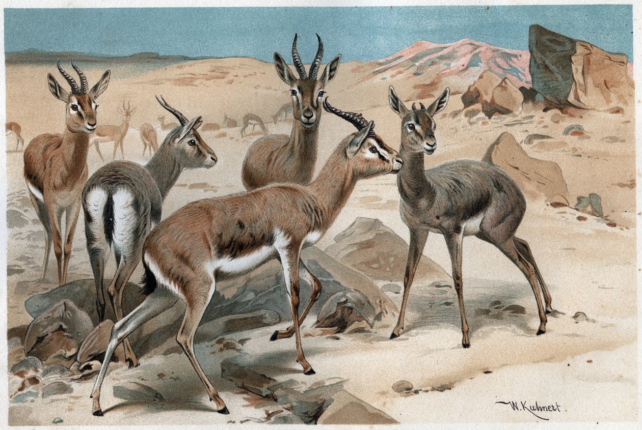 Gazelle - kaiverrus Alfred Edmund Brehmin (1829-1884) "" Brehmin elämästä eläinten elämästä" tekijältä Unknown artist