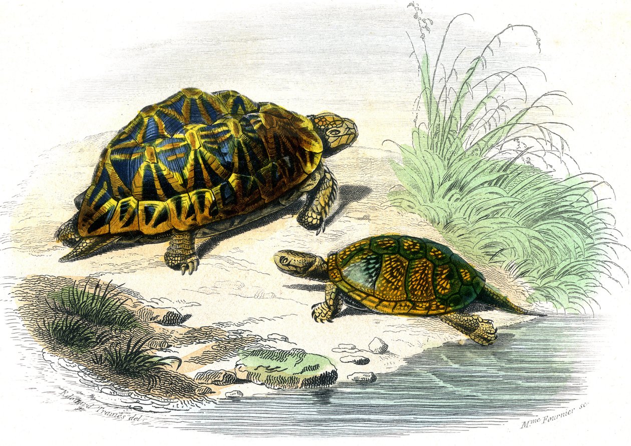 Geometrinen kilpikonna (Testudo geometrica) ja keltainen kilpikonna tekijältä Unknown artist