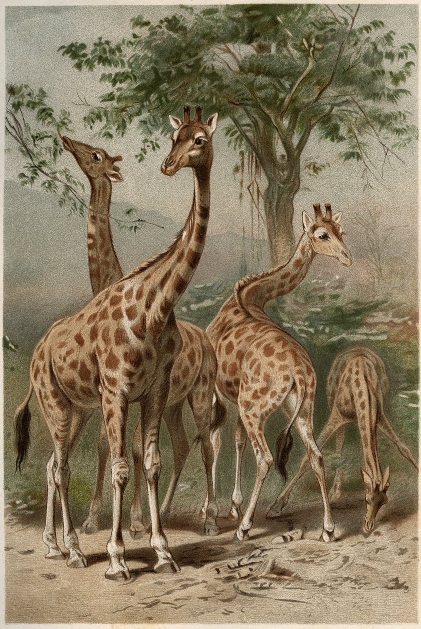 Kirahvi - Kirahvi (Giraffa camelopardalis) - kaiverrus Alfred Edmund Brehmin (1829-1884) "" Brehmin elämästä eläinten elämästä" tekijältä Unknown artist