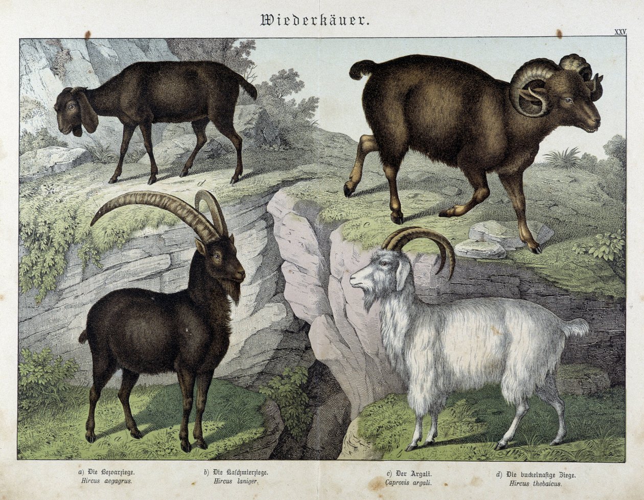 Goat - julkaisussa "Nisäkkäiden luonnonhistoria", toim. Schreiber tekijältä Unknown artist