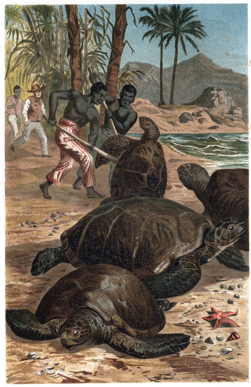 Vihreä kilpikonna tai Atlantin kilpikonna - Vihreä merikilpikonna (Chelonia mydas) - kaiverrus Alfred Edmund Brehmin (1829-1884) "" Brehmin elämästä eläinten elämästä" tekijältä Unknown artist