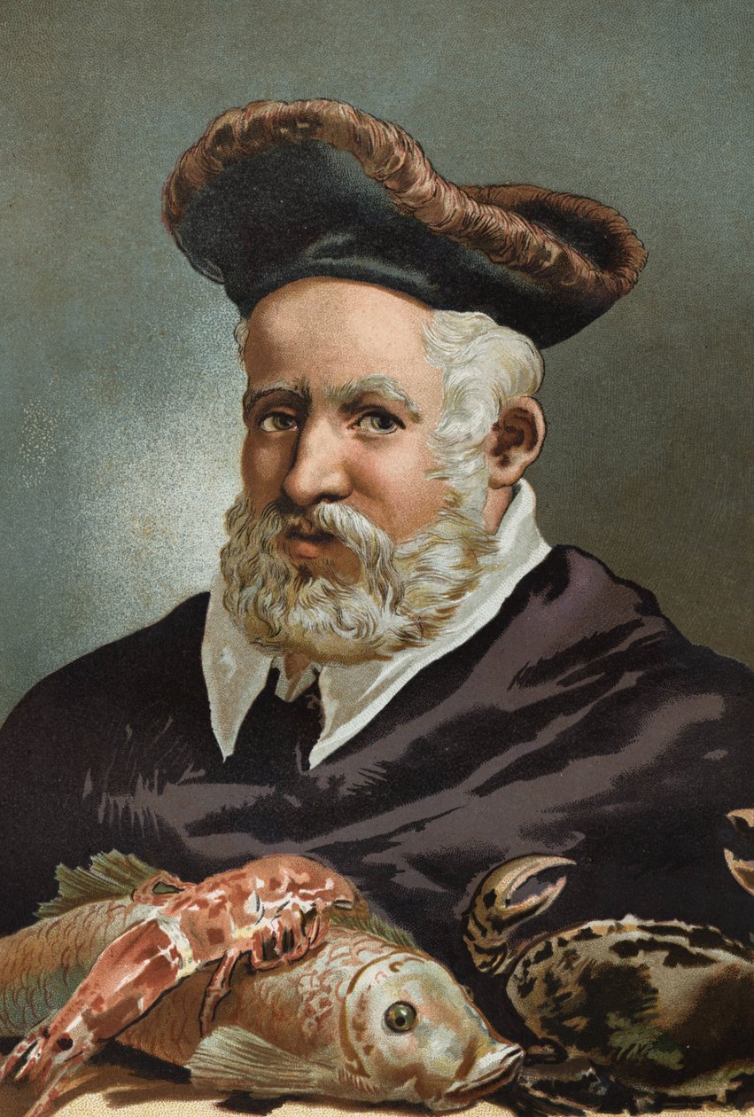 Guillaume Rondelet luonnontieteilijä ja ranskalainen lääketiede. 1507-1566. Louis Figuierin Tiede ja sen miehet jälkeen. Barcelona 1881 tekijältä Unknown artist