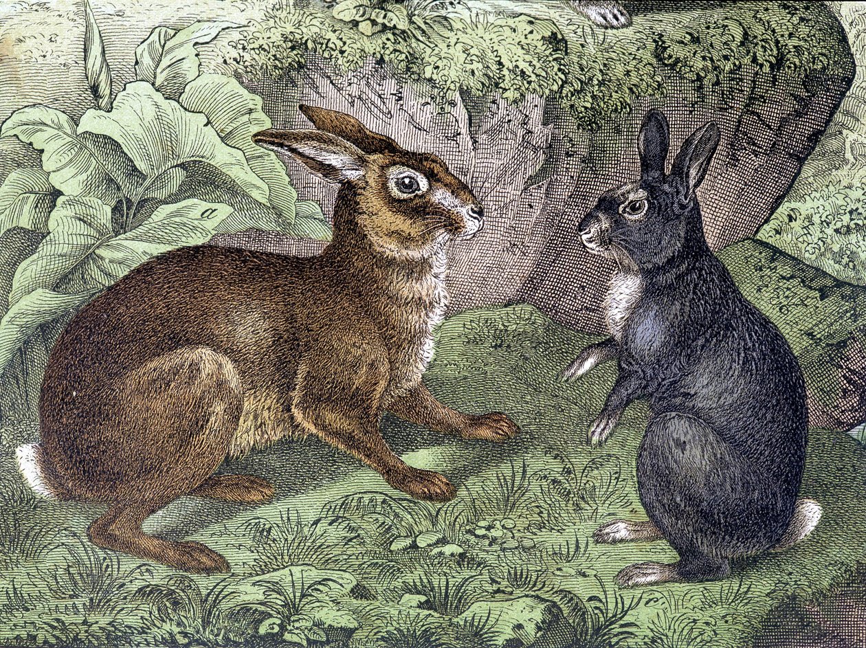 Hare and Rabbit - julkaisussa "Nisäkkäiden luonnonhistoria", toim. Schreiber tekijältä Unknown artist