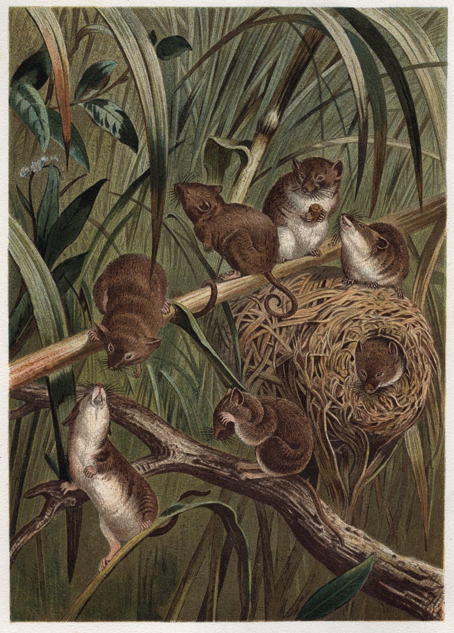 Harvest rotta (tai kääpiöhiiri) - Euraasialainen sadonkorjuuhiiri (Micromys minutus) - kaiverrus Alfred Edmund Brehmin (1829-1884) "" Brehmin elämästä eläinten elämästä" tekijältä Unknown artist