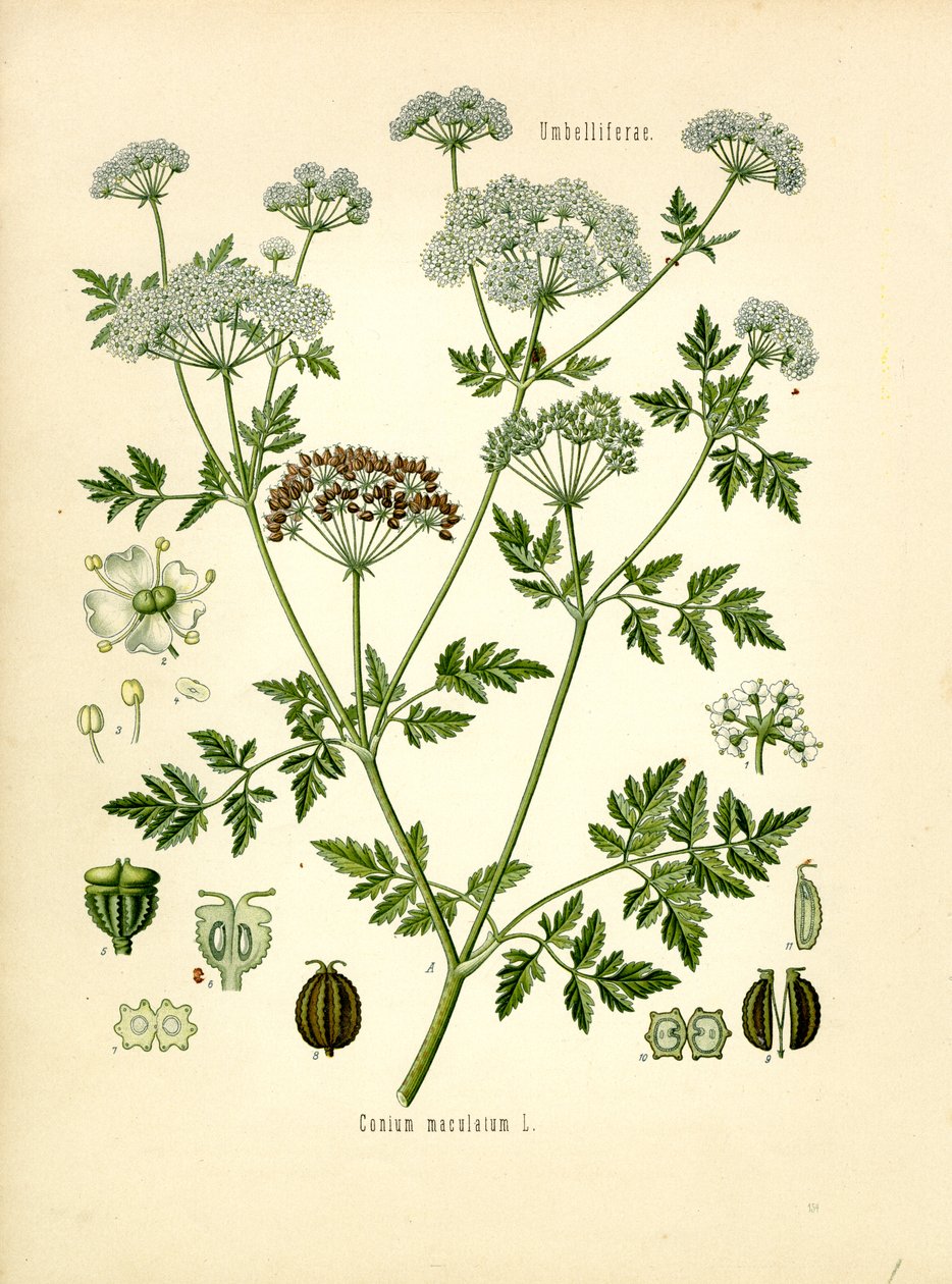 Hemlock (väri litho) tekijältä Unknown artist