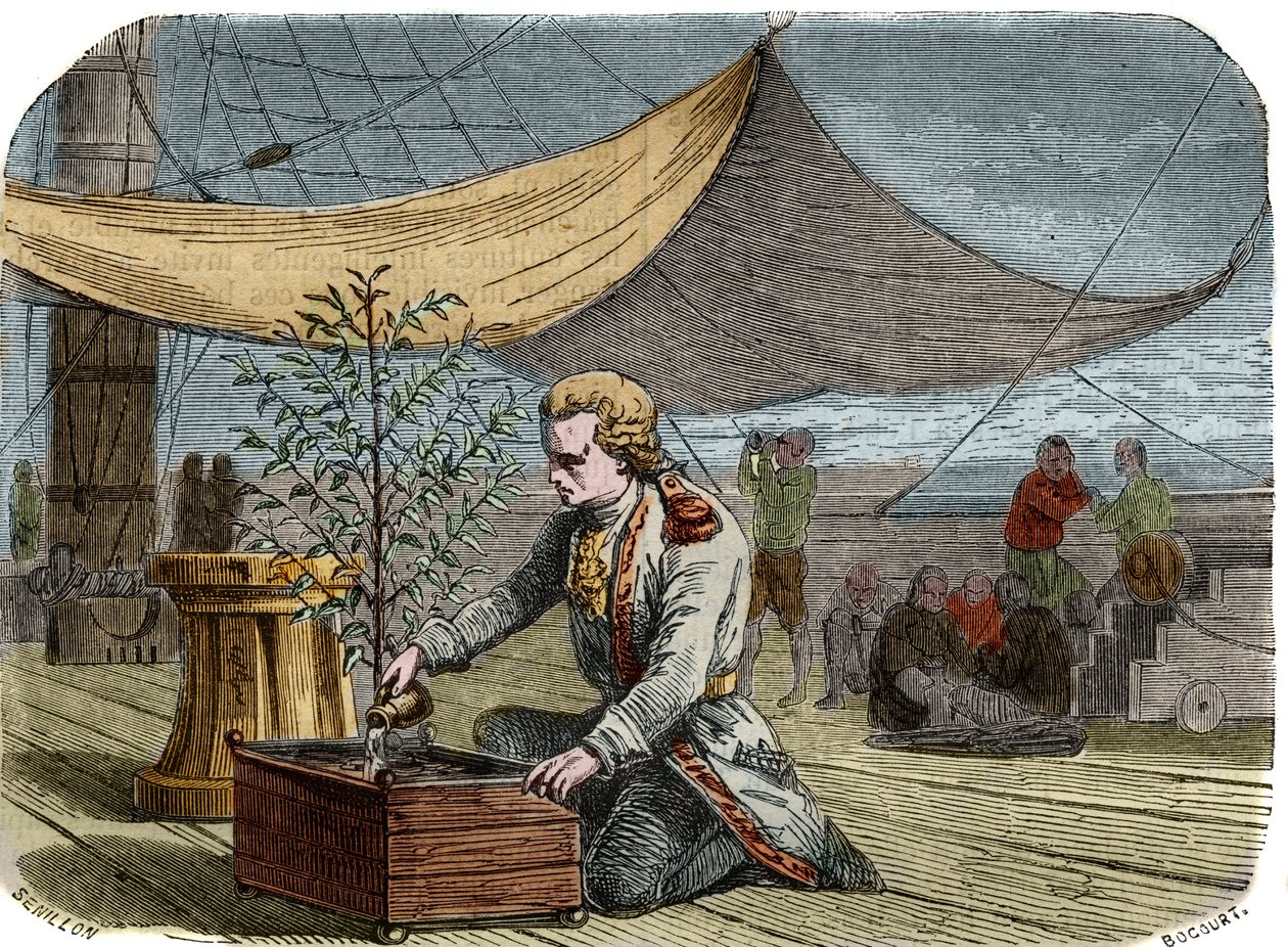 Kahvilan historia: Kapteeni Gabriel de Clieu (Declieux, Desclieux) (1687/1678 - noin 1774), jonka kuningas Ludvig XIV vuonna 1725 tilasi tuomaan takaisin Martiniquelle kahvitehtaan (kahvinkeittimen), jakaa hänen kanssaan vesiannoksensa pelastaakseen hänet  tekijältä Unknown artist