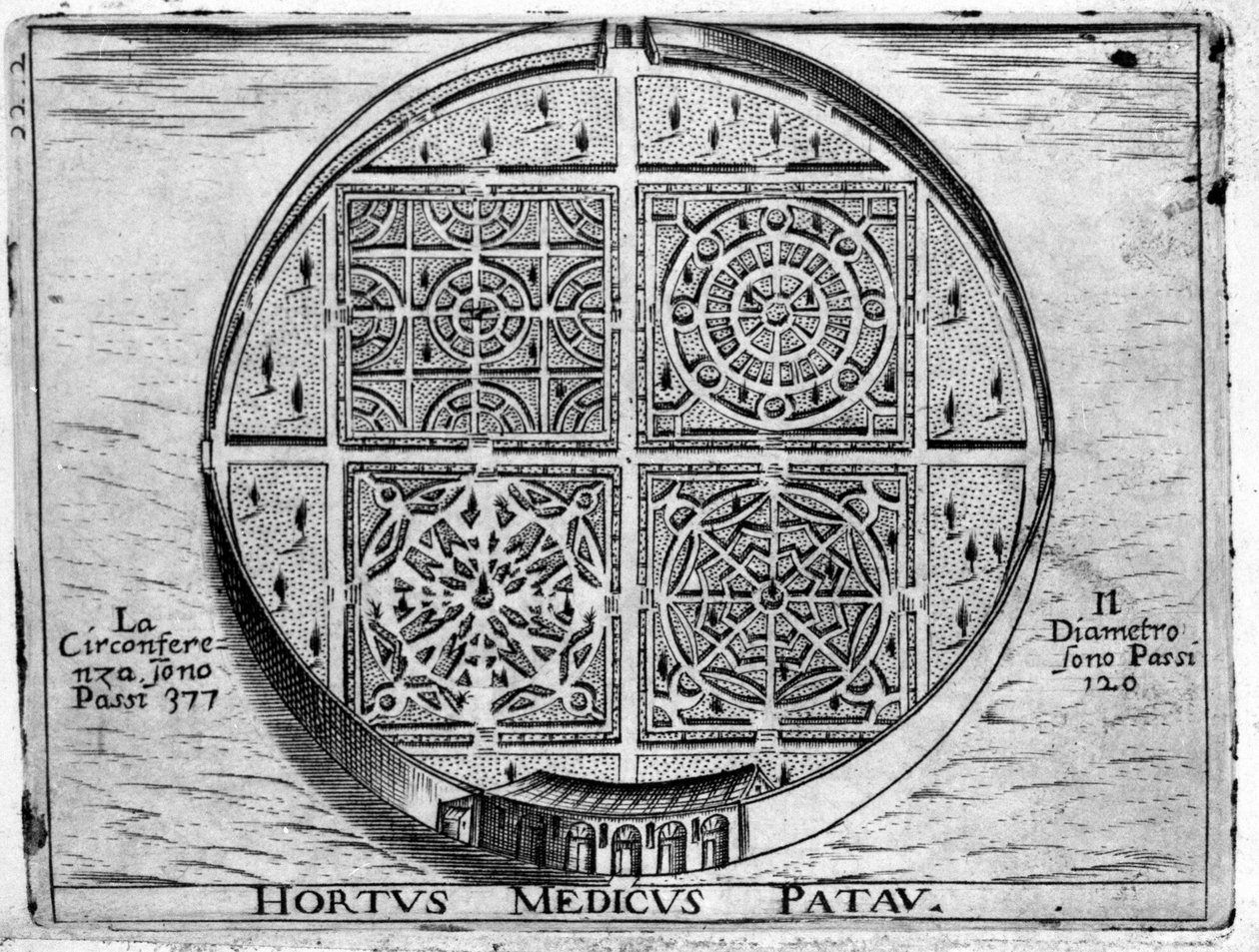 Hortus Medicus Patav: Padovan lääketieteellinen puutarha. tekijältä Unknown artist