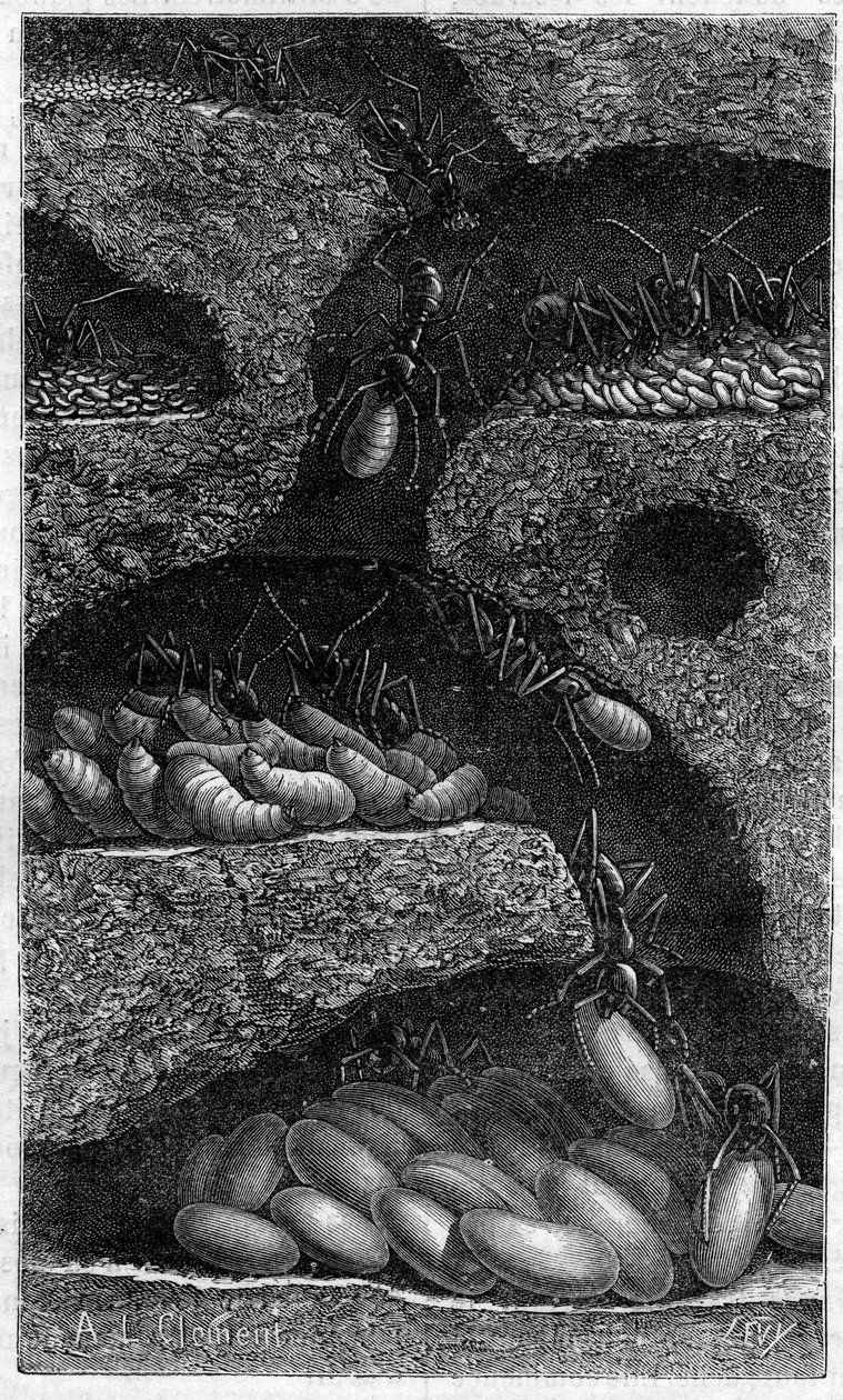 Munien ja toukkien sijoittaminen muurahaiseen. Kaiverrus "" le journal de la Jeunesse "" vuodelta 1888. tekijältä Unknown artist