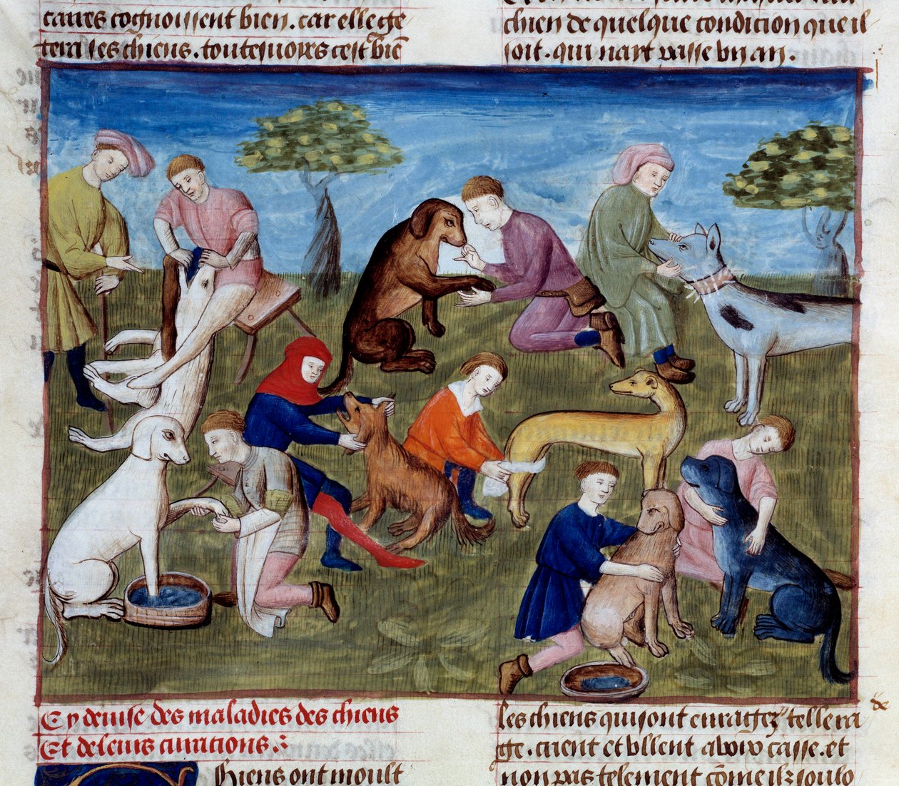 Metsästyskoirien sairauksien ja vammojen parantaminen Miniatyyri otettu "Metsästyksen kirjasta"", jonka on kirjoittanut Gaston III Phoebus, Foixin kreivi, Lord of Bearn (1331-1391) tekijältä Unknown artist