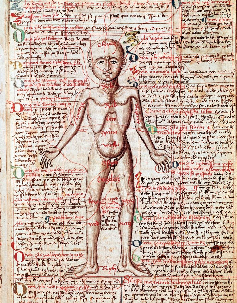 Ihmiskehon kaiverrus "Tractatus de pestilentiasta" 1400-luvulta - Praha, Kansalliskirjasto tekijältä Unknown artist