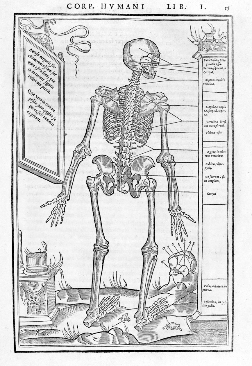 Ihmisen luuranko, takaosa. Carlo Stefano Riverion anatominen levy "Ihmiskehon kolmen osan dissektio...", Pariisi 1545 tekijältä Unknown artist