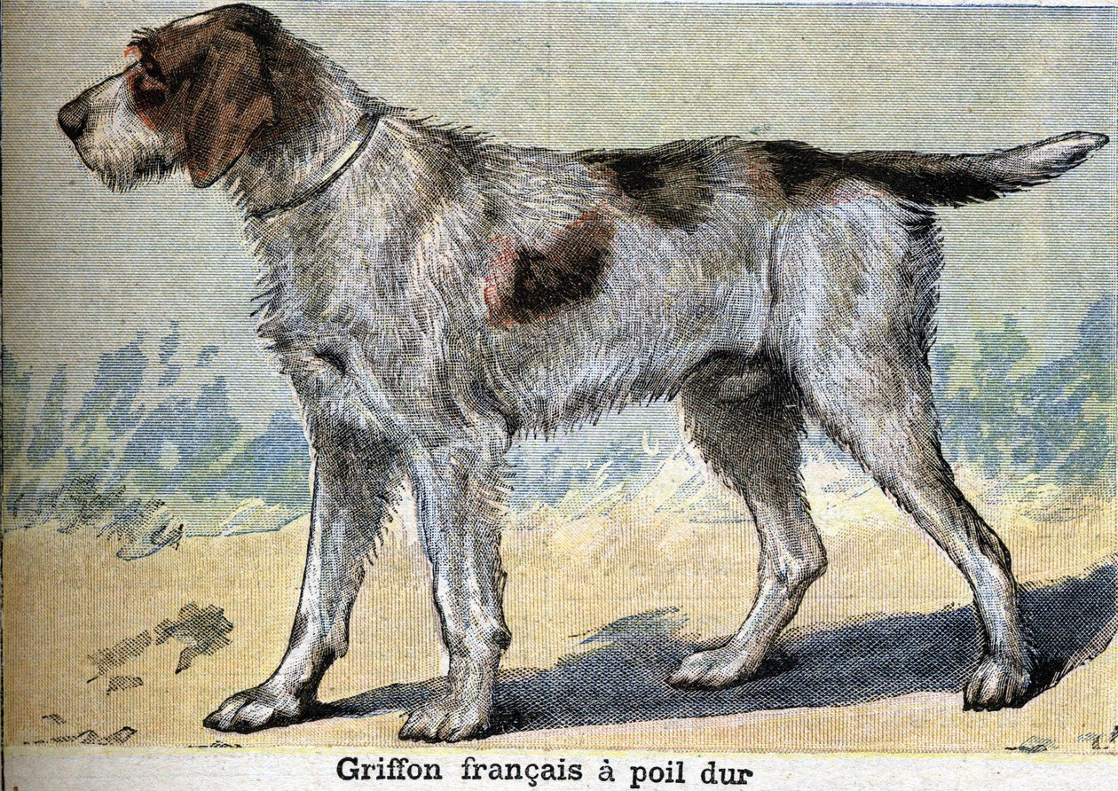 Metsästyskoira: Griffon francais kovakarvainen tekijältä Unknown artist