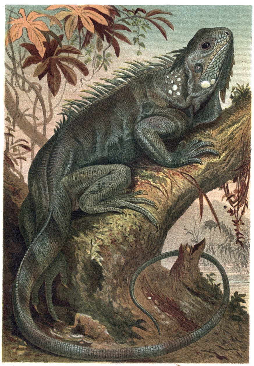Iguana - Iguana (kasvinsyöjäliskot) - kaiverrus Alfred Edmund Brehmin (1829-1884) "" Brehmin elämästä eläinten elämästä" tekijältä Unknown artist