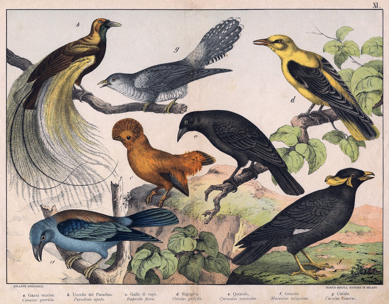 Kuvitus teokseen "Natural History of birds", toim. Hoepli, Milano. tekijältä Unknown Artist