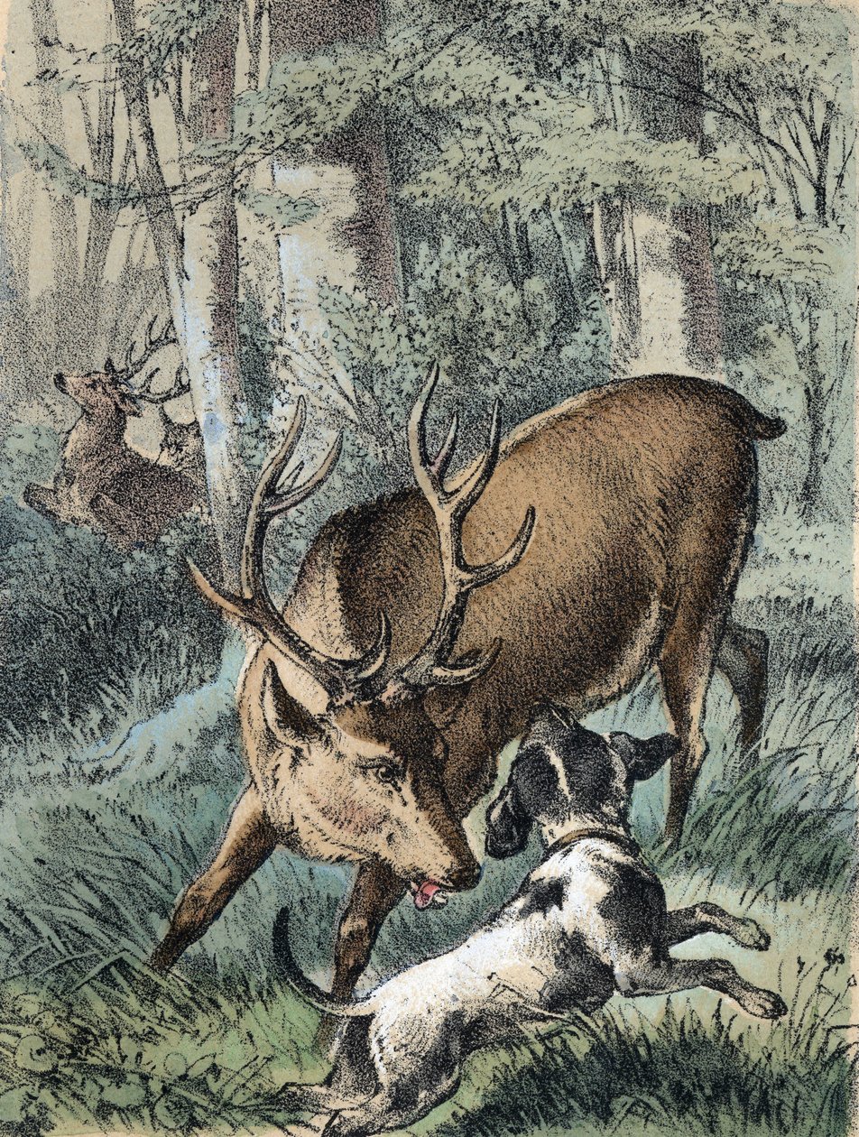 Kuva Franz Hoffmannin tarinoista "" Tarinoita ja tarinoita - "" 2 peuraa"": yksi peura juoksee karkuun ja toinen taistelee koiran kanssa. 1800-luvun kromolitografia. tekijältä Unknown artist