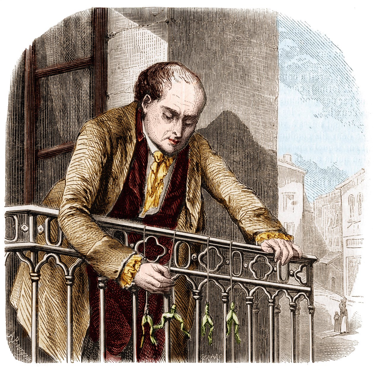 Kuva italialaisen fyysikon ja lääkärin (1737 - 1798) Luigi Galvanin kokeista sammakoiden kanssa. tekijältä Unknown artist