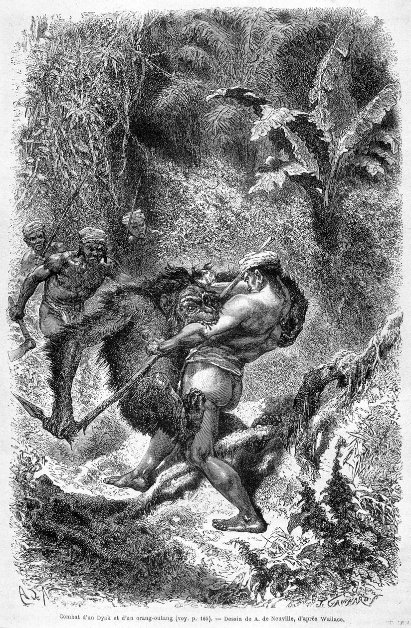 "Le Tour du monde" -lehden 1862 painoksessa julkaistu kuva, joka kuvaa dayakin ja orangoutanin (orang-utan, orang outang, orang-utang) välistä taistelua Borneon saarella. Kaiverrus. tekijältä Unknown artist