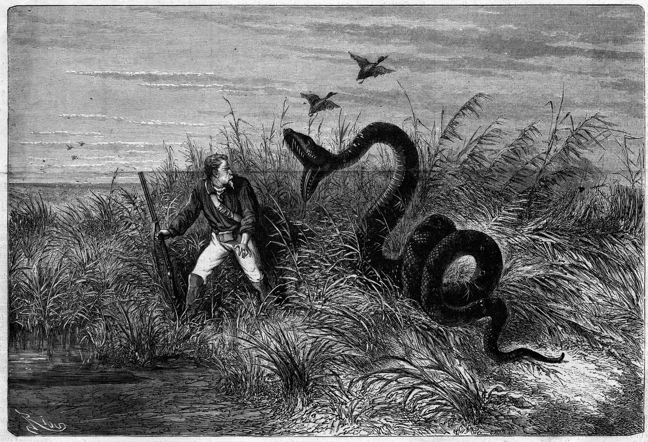 Tapahtuma ankanmetsästyksen savannilla. Ote Fregaten kapteenin Frederic Bouyerin kappaleesta "Matka Ranskan Guayanaan". Kaiverrus "" L