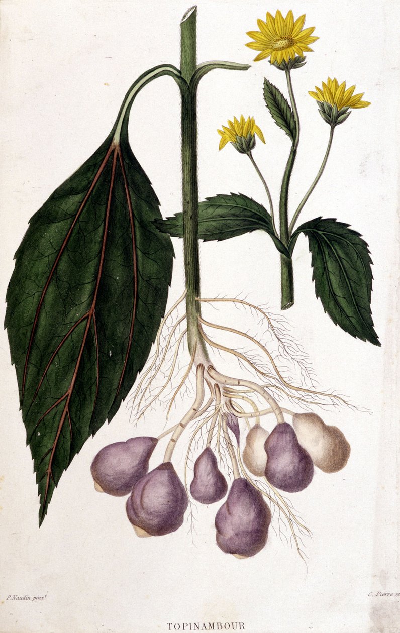 Maa-artisokka - kasvitieteellinen lauta tekijältä Unknown artist