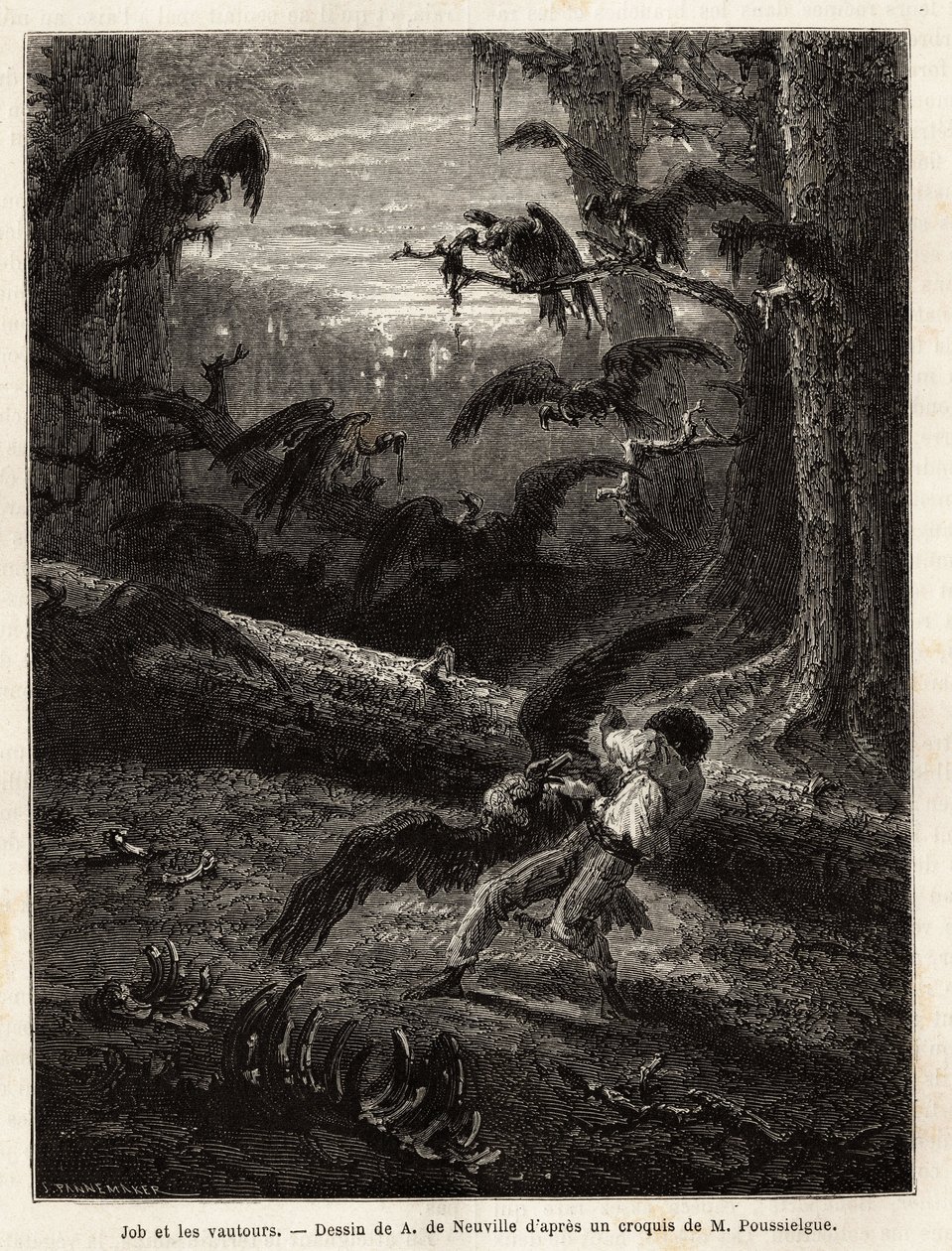 Job (ohjaajan matkakumppani), korppikotkat hyökkäsivät. Kaiverrus havainnollistamaan tarinaa Quatre mois en Florida, kirjoittanut M. Pousselgue, vuosina 1851-1852, julkaistu "" le tour du monde" -julkaisussa, ohjaajana D