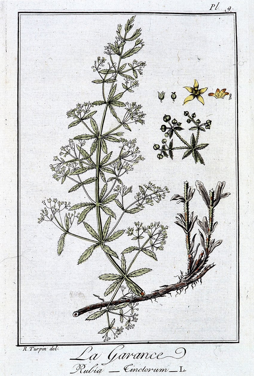 La Garance (Rubia Tinctorum) - teoksessa "Kasvitieteellinen harjoitus kauppiaiden käyttöön", kirjoittanut J.C. Philibert, Imprimerie de Crapelet, Paris tekijältä Unknown artist