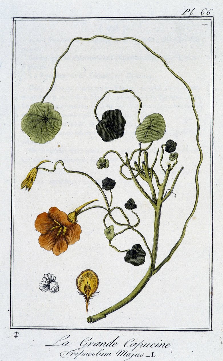 La Grande Nasturtium (Tropaeolum Majus) - teoksessa "Kasvitieteellinen harjoitus kauppiaiden käyttöön", kirjoittanut J.C. Philibert, Imprimerie de Crapelet, Paris tekijältä Unknown artist