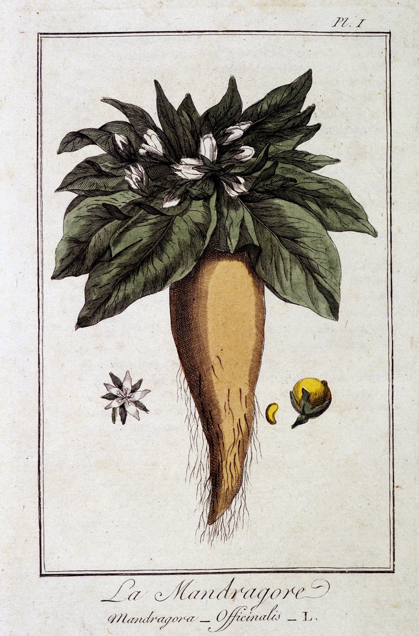 Mandrake (Mandragora Officinalis) - julkaisussa "Kasvitieteellinen harjoitus kauppiaiden käyttöön", toimittanut JC Philibert, Imprimerie de Crapelet, Paris tekijältä Unknown artist