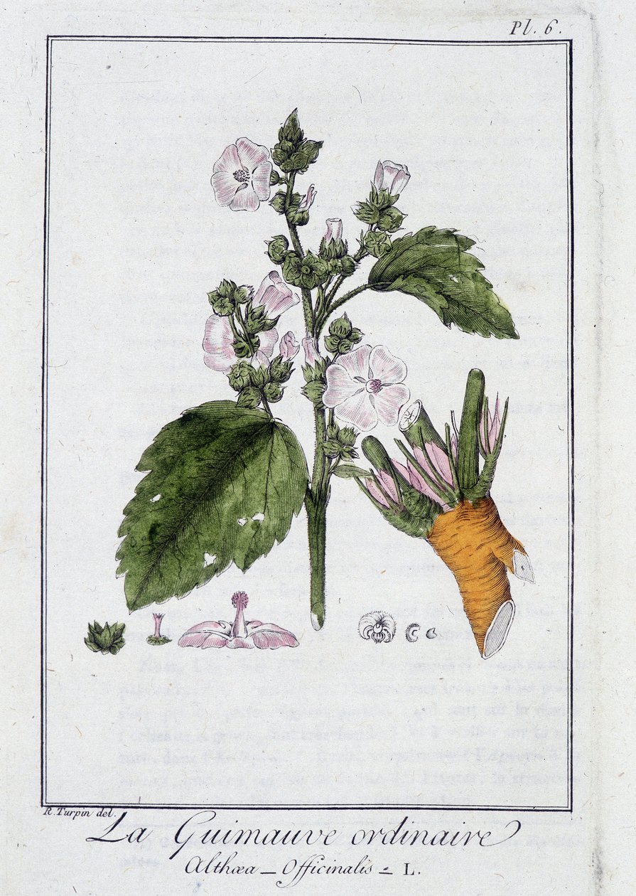 Tavallinen vaahtokarkki (Althaea Officinalis) - julkaisussa "Kasvitieteellinen harjoitus kauppiaiden käyttöön", toimittanut J.C. Philibert, Imprimerie de Crapelet, Paris tekijältä Unknown artist