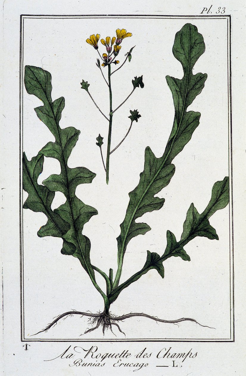 La Roquette des Champs (Bunias Erucago) - teoksessa "Kasvitieteellinen harjoitus kauppiaiden käyttöön", kirjoittanut J.C. Philibert, Imprimerie de Crapelet, Paris tekijältä Unknown artist
