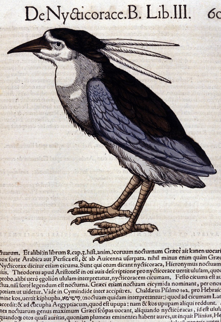 La bihoreau in Historia Animalium, kirjoittanut Conrad Gesner (1516 - 1565), Tiguri tekijältä Unknown artist