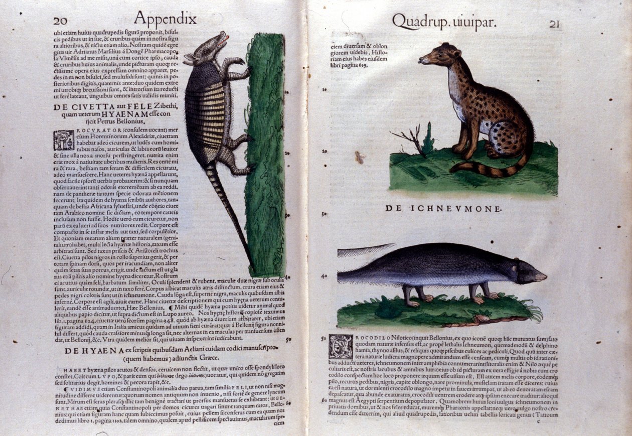 La civette, la hyena et la mongouse, Historia Animalium de Conrad Gesner (1516 - 1565), Tiguri tekijältä Unknown artist