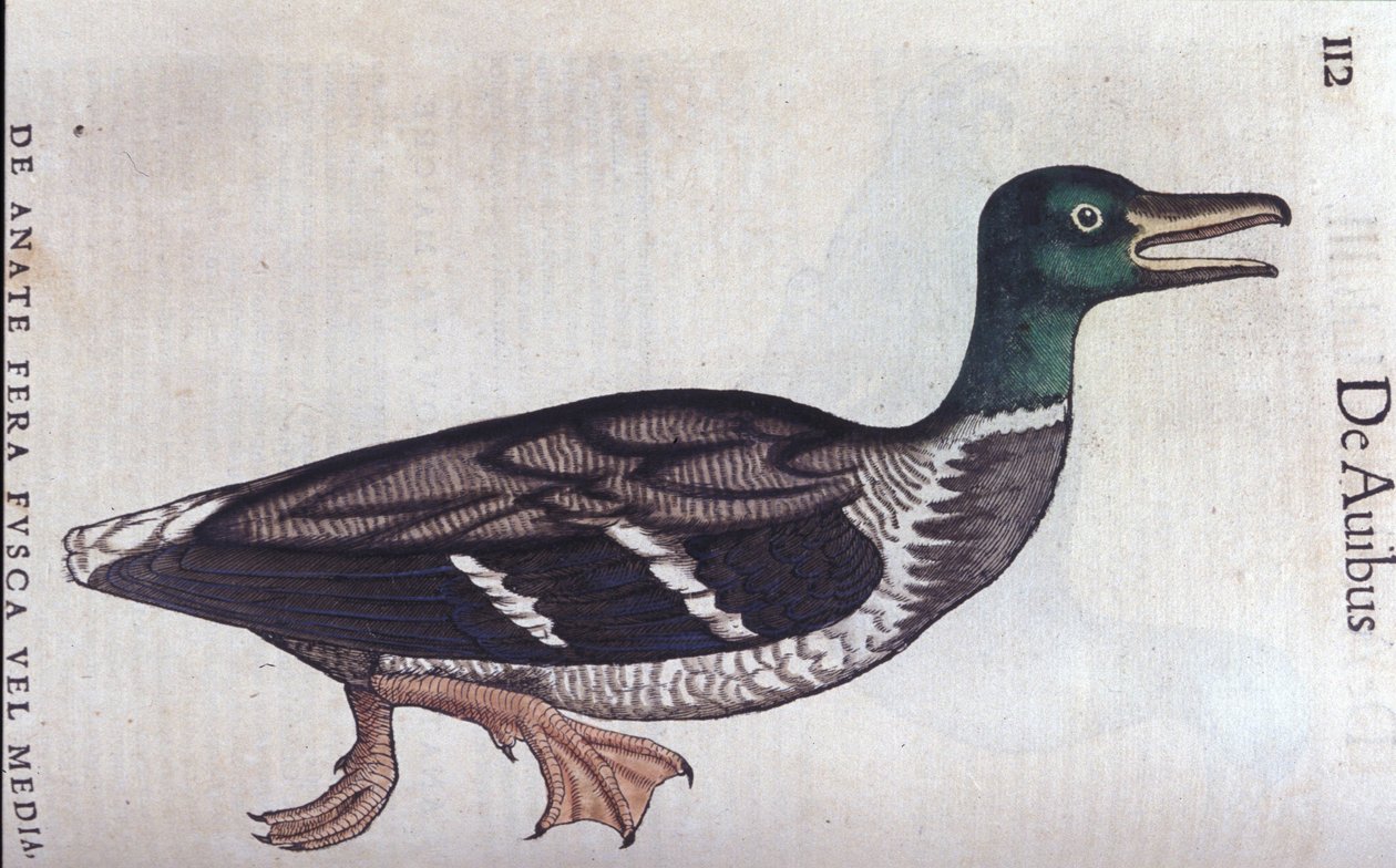 La ducard souchet Historia Animalium de Conrad Gesnerissä (1516 - 1565), Tiguri tekijältä Unknown artist