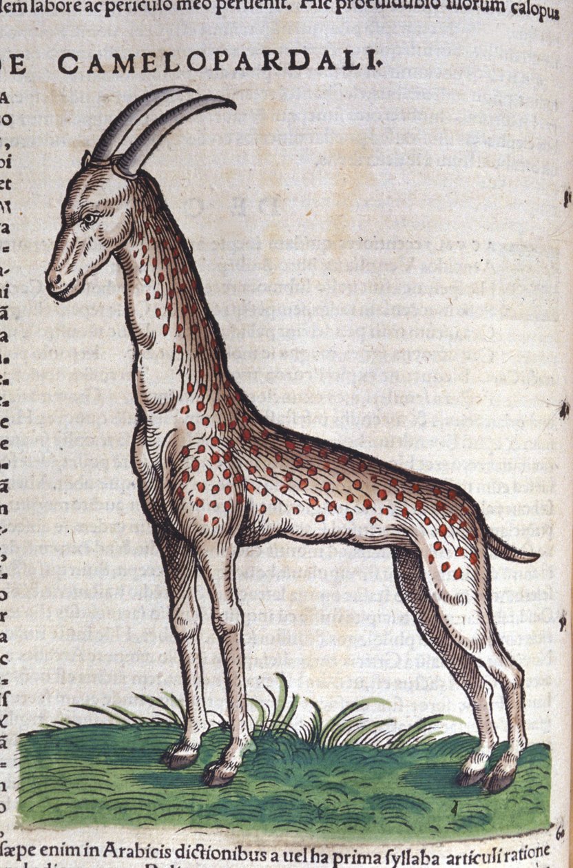 Kirahvi. teoksessa Historia Animalium, kirjoittanut Conrad Gesner (1516 - 1565), Tiguri tekijältä Unknown artist