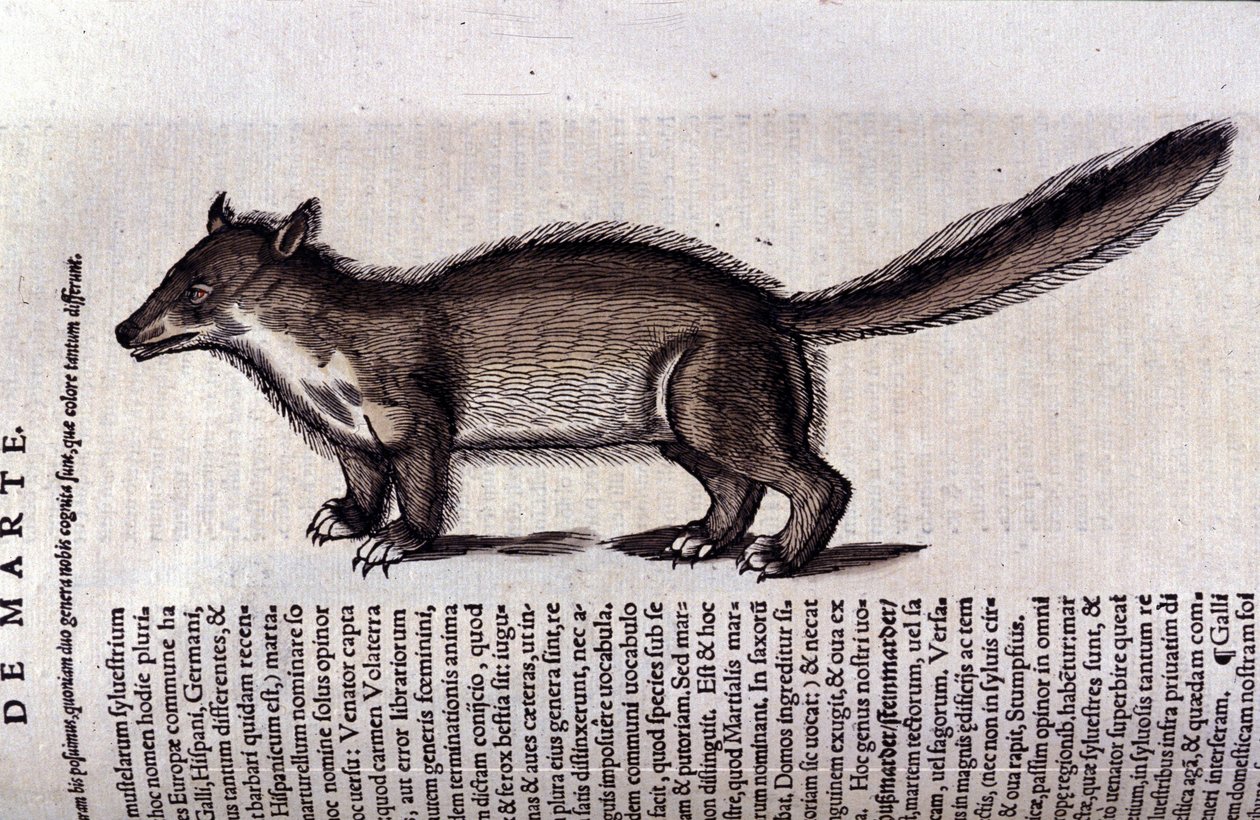 La martre (tai marte) Historia Animalium de Conrad Gesnerissä (1516 - 1565), Tiguri tekijältä Unknown artist