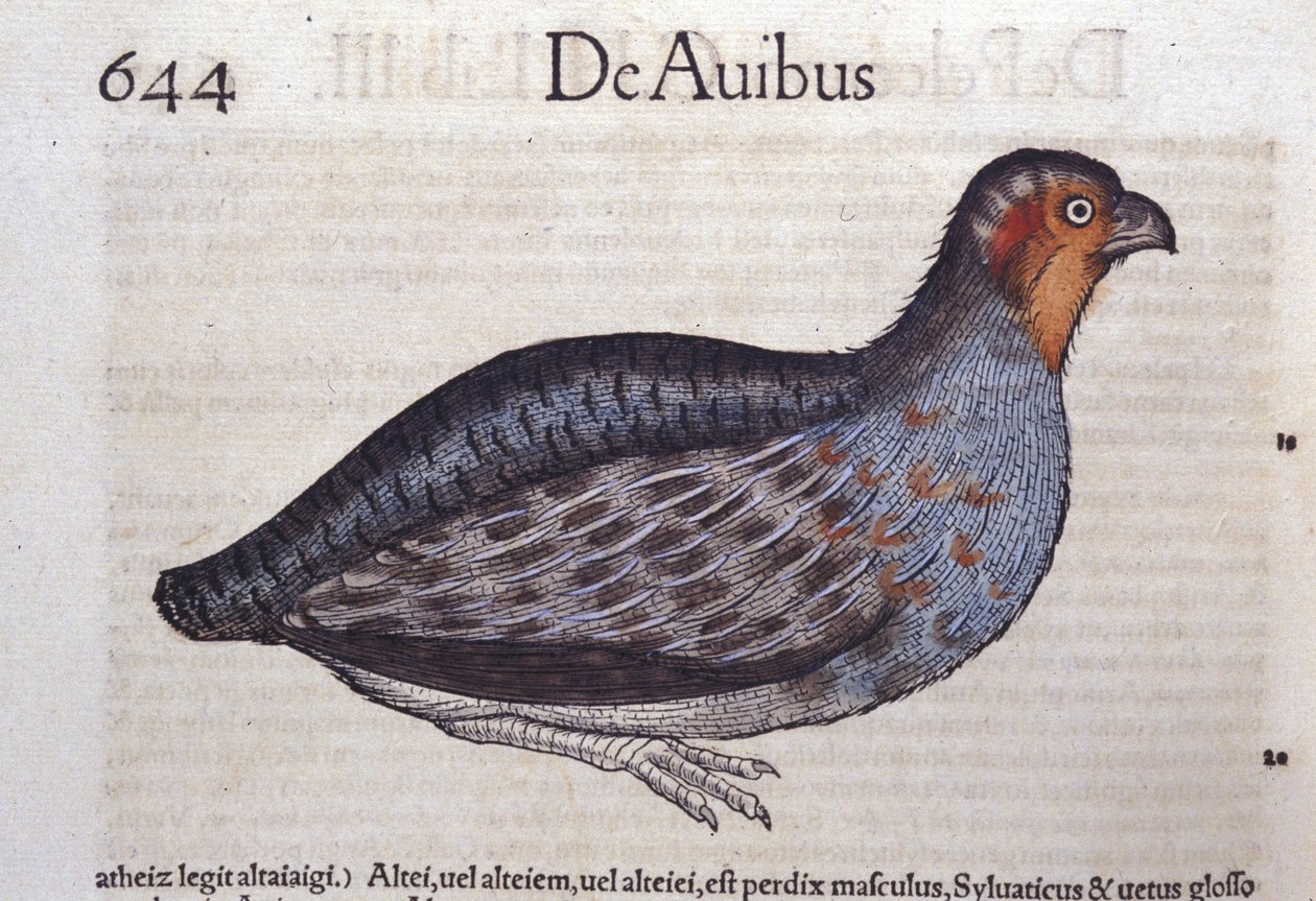 La peltopyy Historia Animaliumissa, kirjoittanut Conrad Gesner (1516 - 1565), Tiguri tekijältä Unknown artist