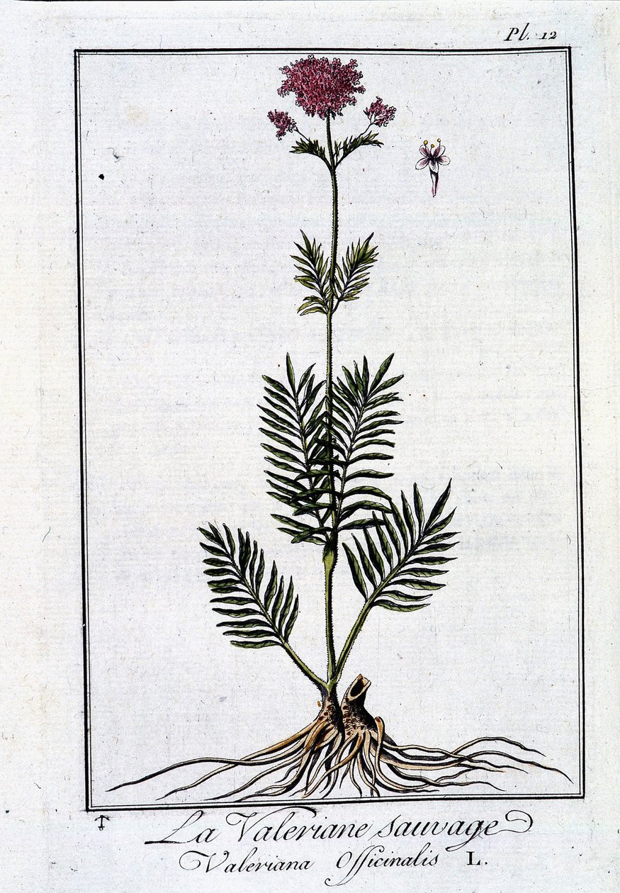 Villi valeriaani - teoksessa "Kasvitieteellinen harjoitus kauppiaille" (J.C. Philibert, imp. Pariisin Crapeletista tekijältä Unknown artist