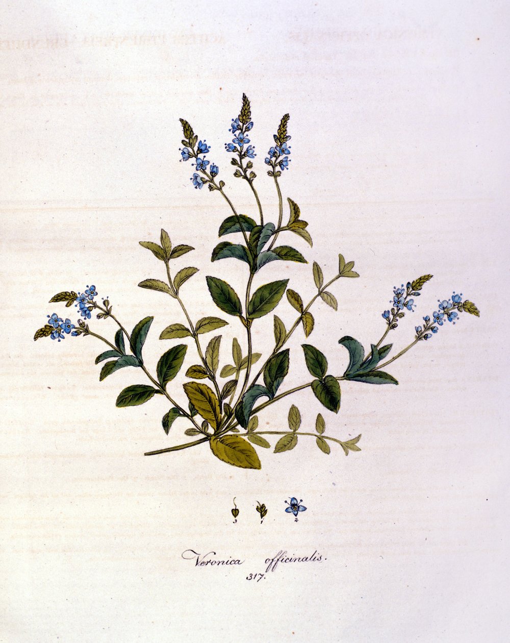 La veronika. 1800-luvun kaiverrus. tekijältä Unknown artist