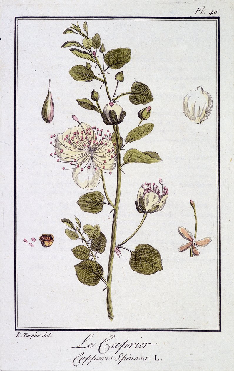 Caprier (Capparis Spinosa) - julkaisussa "Kasvitieteellinen harjoitus kauppiaiden käyttöön", toimittanut JC Philibert, Imprimerie de Crapelet, Paris tekijältä Unknown artist