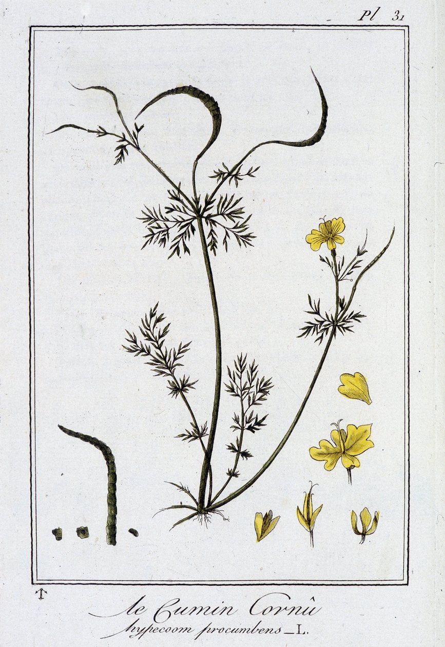 Sarvikumina (Hypecoum procumbens) - julkaisussa "Kasvitieteellinen harjoitus kauppiaiden käyttöön", toimittanut J.C. Philibert, Imprimerie de Crapelet, Paris tekijältä Unknown artist